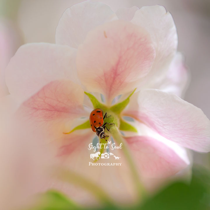 Ladybug Art Print, Nature Photography, Ladybug on Pink Flower