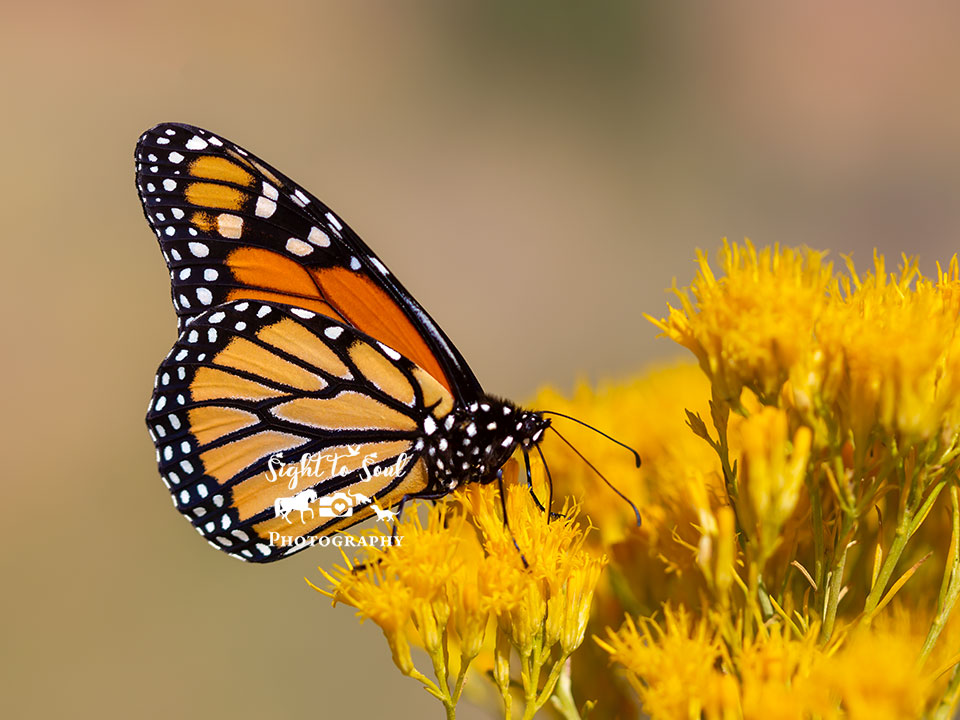 Monarch Butterfly Wall Art, Nature Photography for Sale