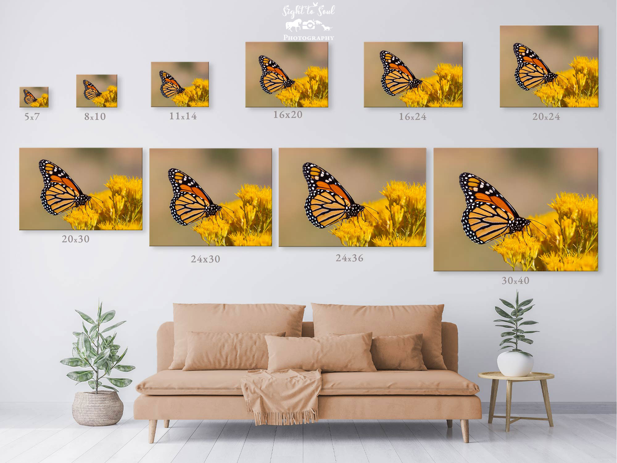 Monarch Butterfly Wall Art, Nature Photography for Sale