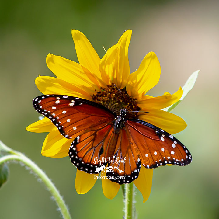 Queen Butterfly Wall Art, Nature Photography, Butterfly on Sunflower Photo