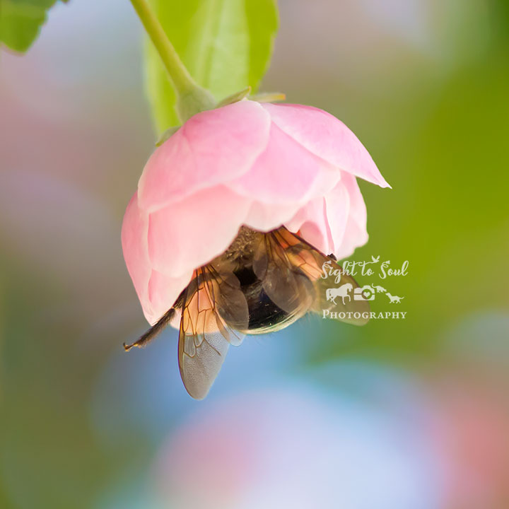 Bee Bum in Flower Photo, Nature Wall Decor, Fine Art Print