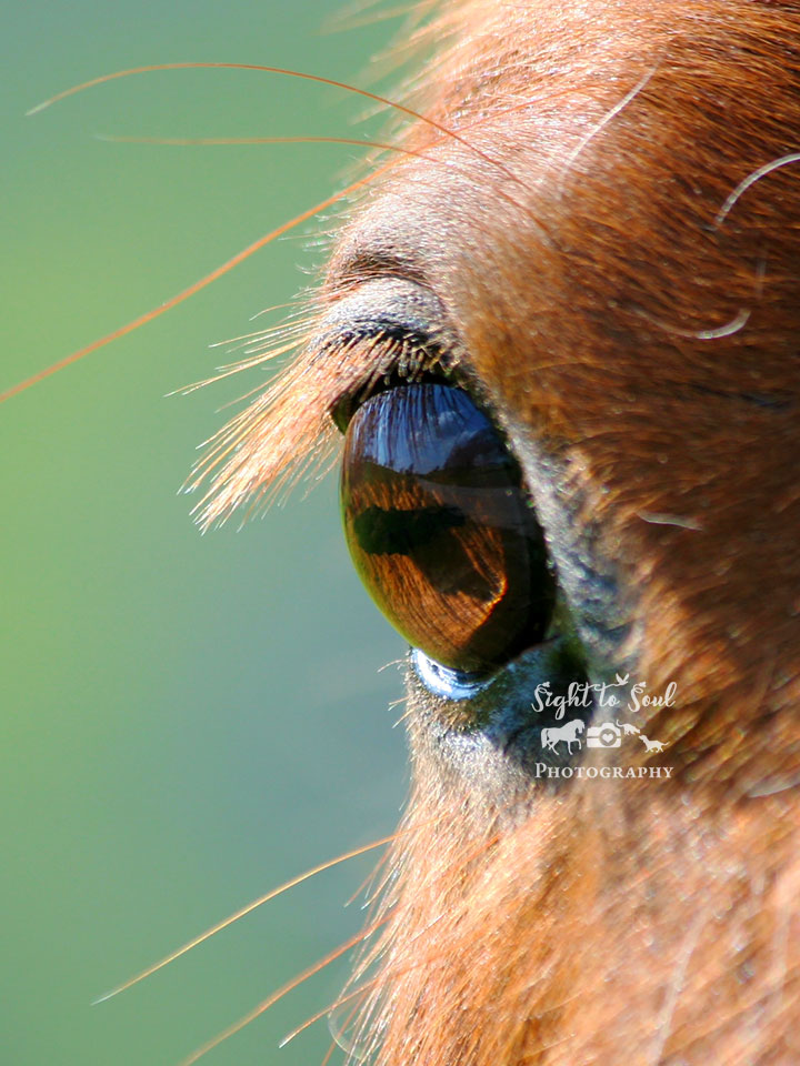 Horse Eye Photo, Western Wall Art Photography, Ranch Décor