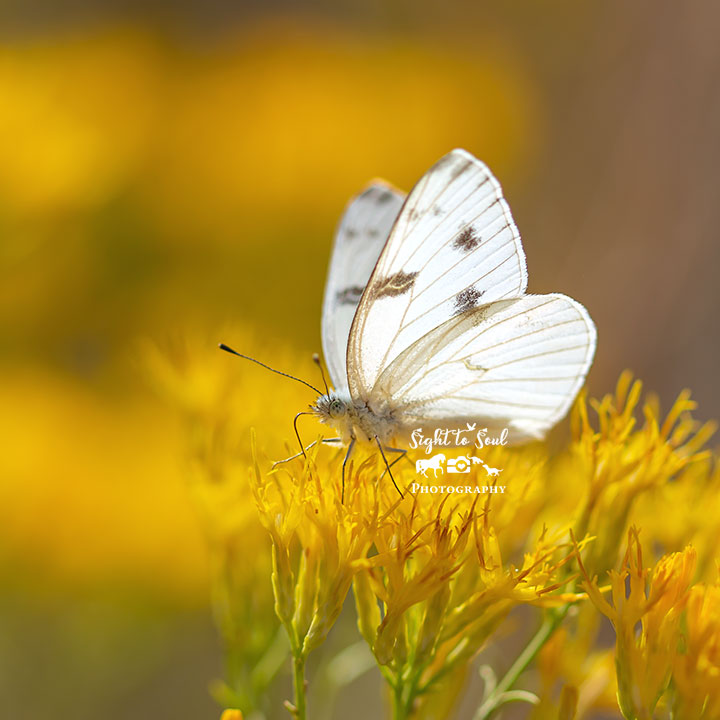 White Butterfly Wall Art, Nature Photos for Sale