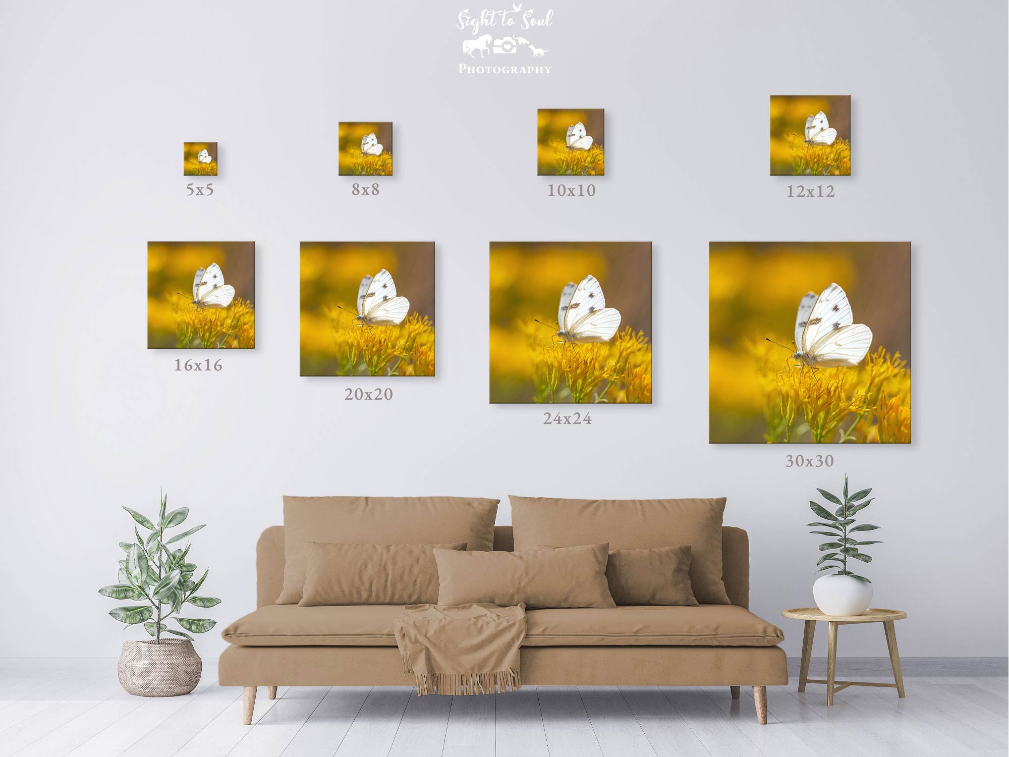 White Butterfly Wall Art, Nature Photos for Sale