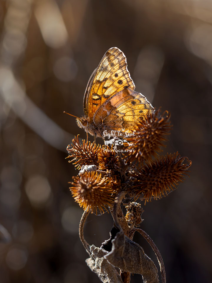 Fall's Enchanting Jewel: Variegated Fritillary Butterfly Art Print