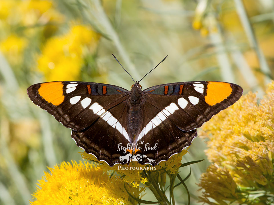 Striking Contrast: Black Butterfly Photography, Arizona Sister on Golden Blooms