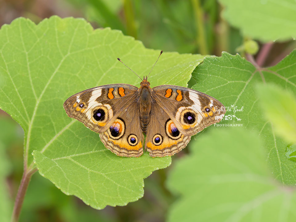 Nature's Jewel: Common Buckeye Butterfly Wall Art Photo Print