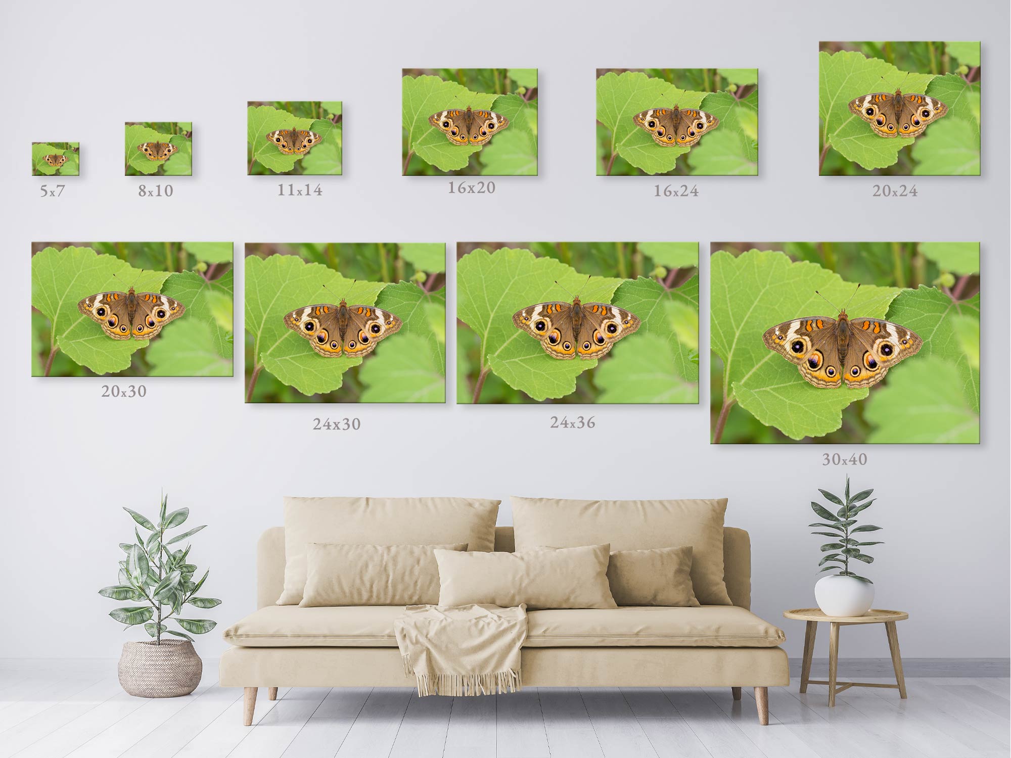 Nature's Jewel: Common Buckeye Butterfly Wall Art Photo Print