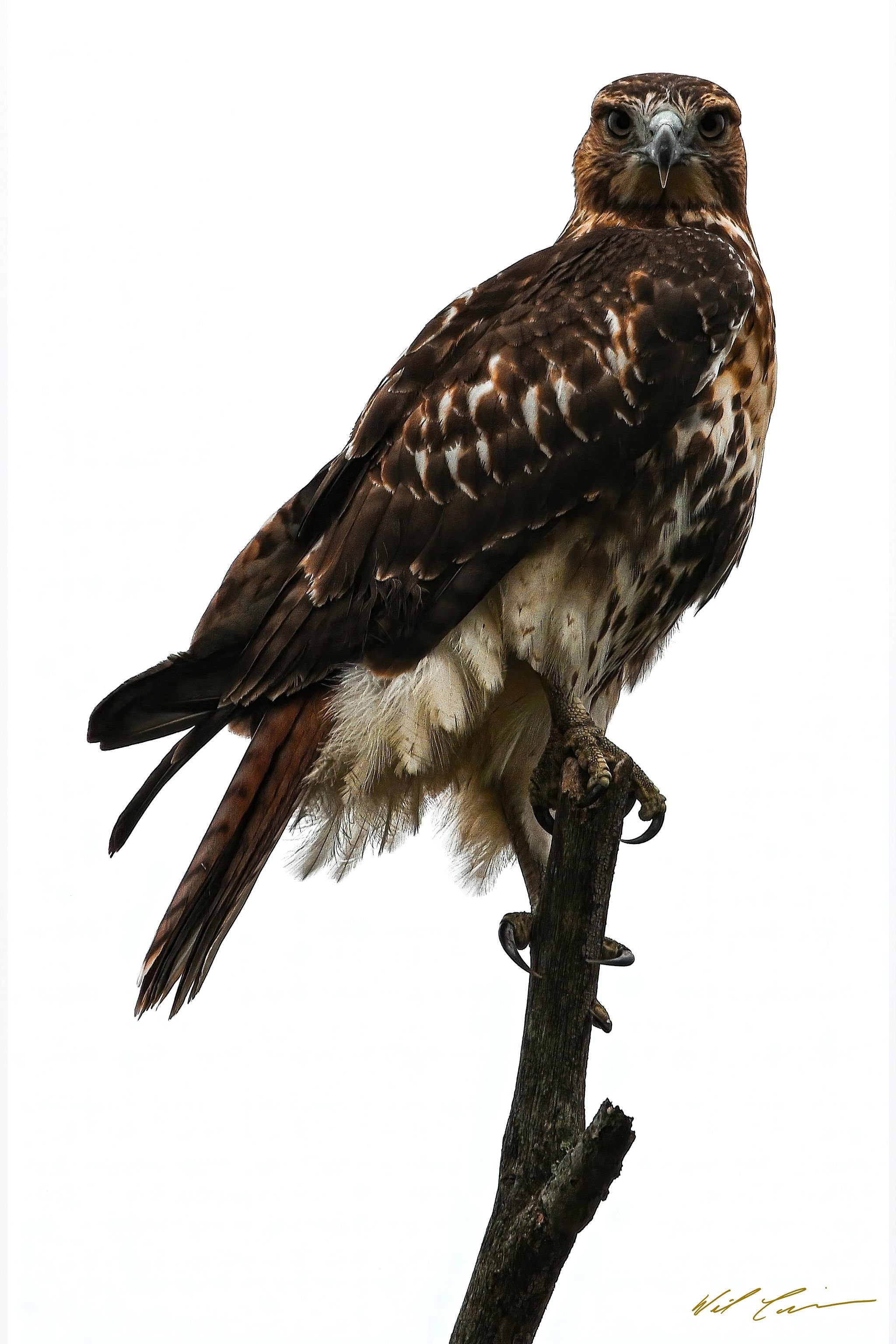 Red Tailed Hawk - Limited Edition