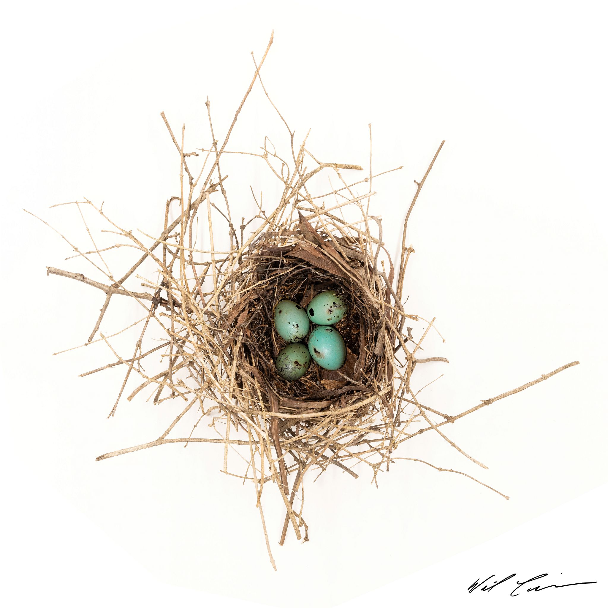 Nest Study - Red-winged Blackbird - Limited Edition