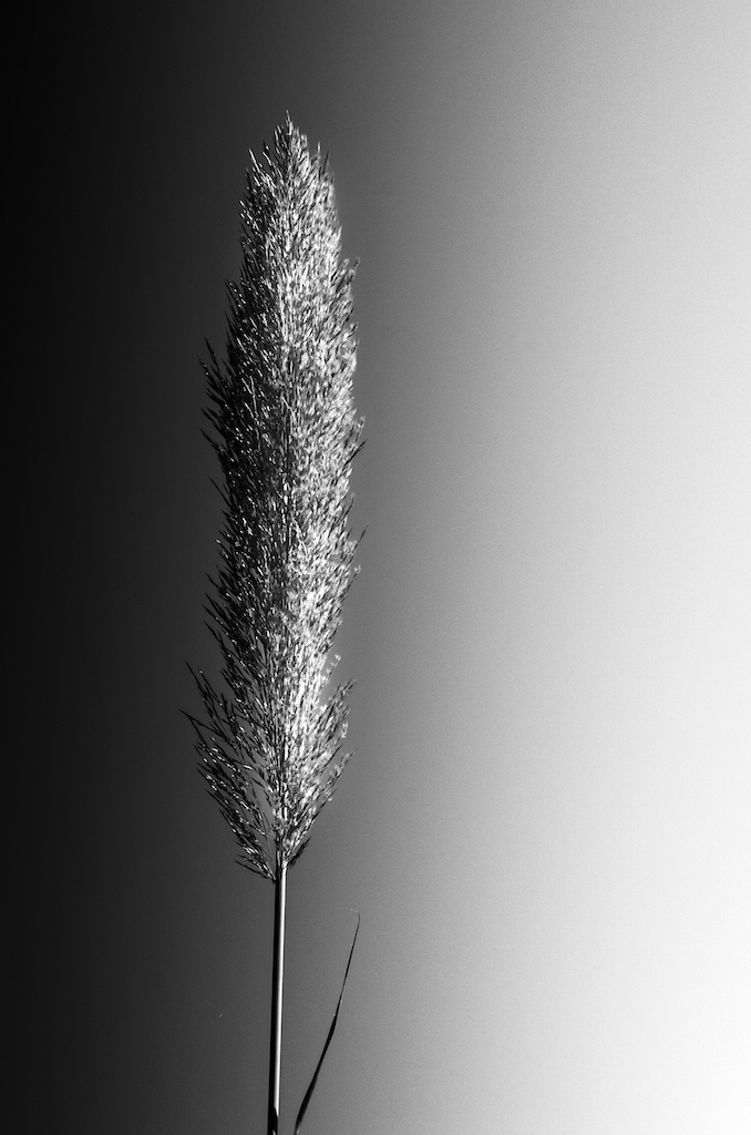 Prairie Grass