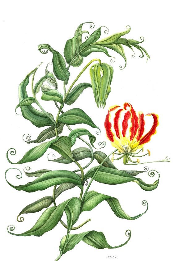 Watercolor Painting - Flame Lily (Gloriosa superba), award-winning original watercolor