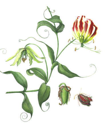 Watercolor Painting - Flame Lily (Gloriosa superba)
