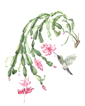 Watercolor Painting - Christmas Cactus (Schlumbergera russelliana) and Hummingbird