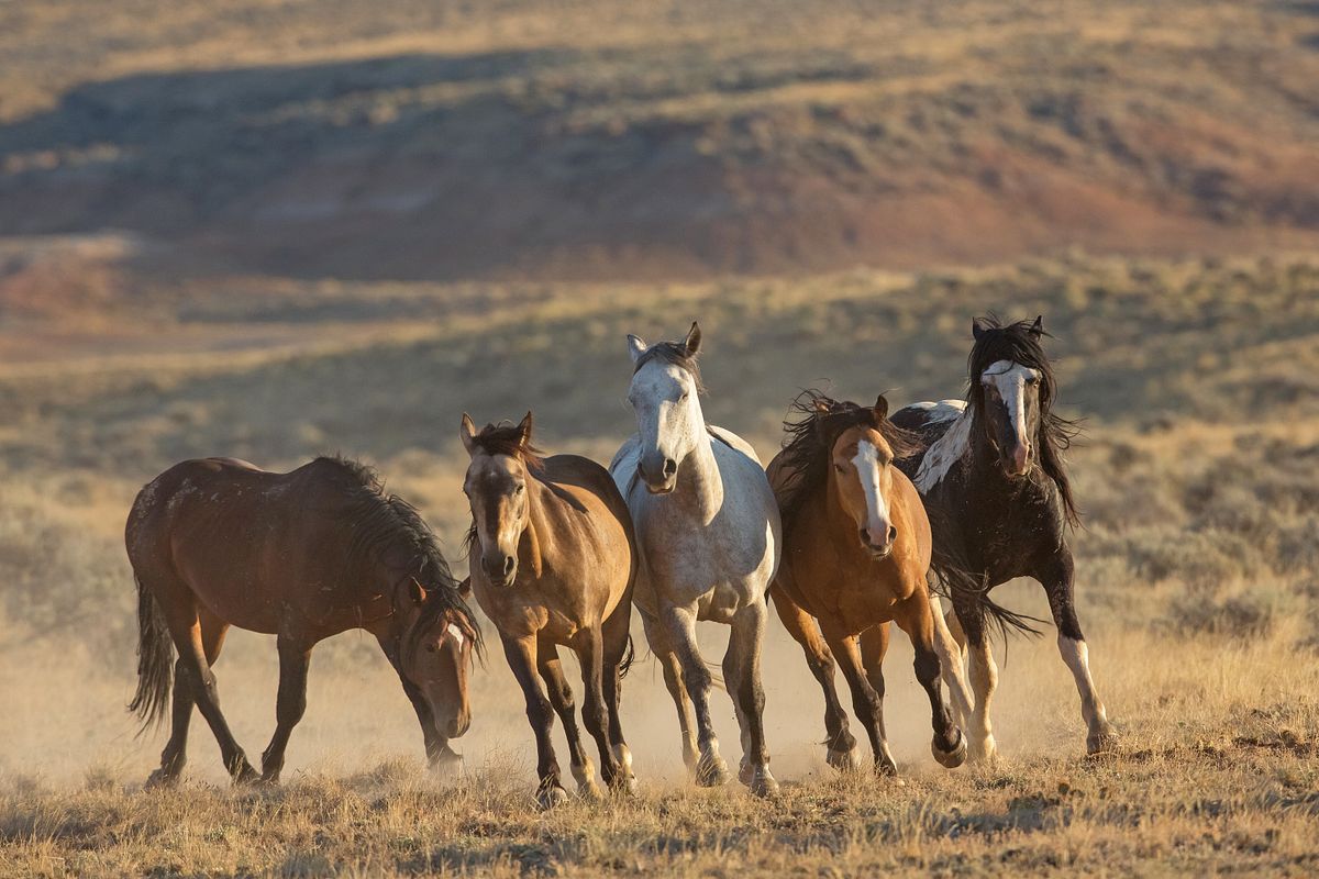 Wild at Heart Images-Wild Horse and Wildlife Photography by Sandy Sisti