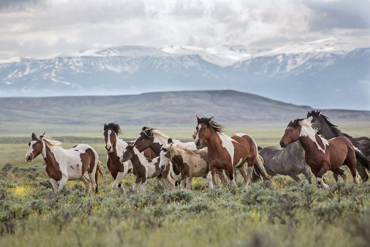 Help Save the McCullough Peaks Wild Horses