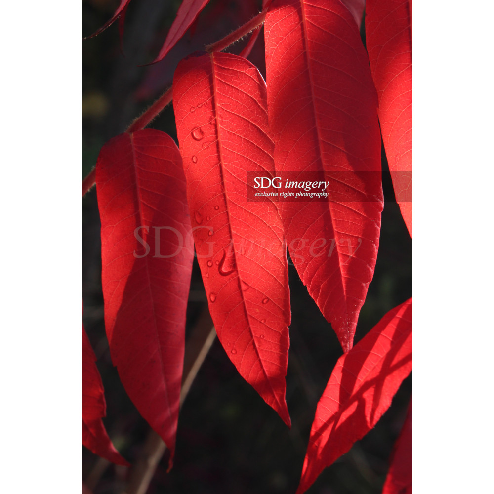 Sumac Leaves Exclusive Rights Photo