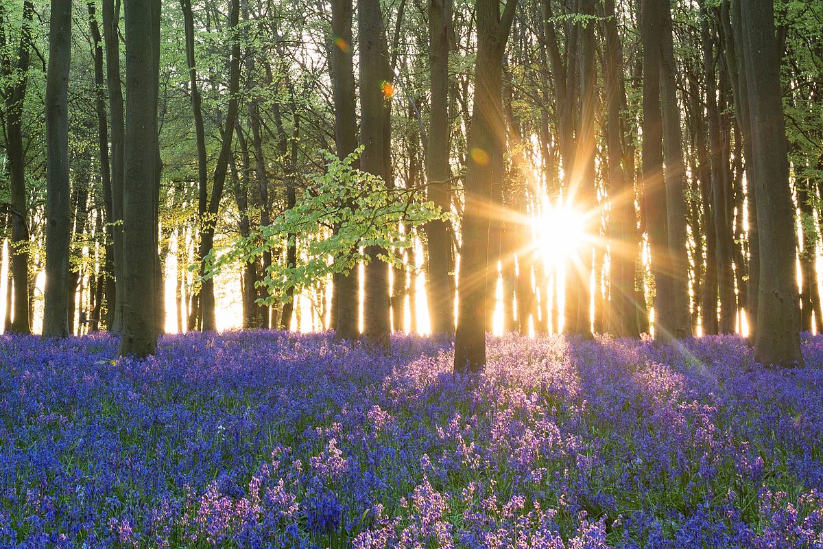 How to Photograph Bluebells | Itchy Feet Photography