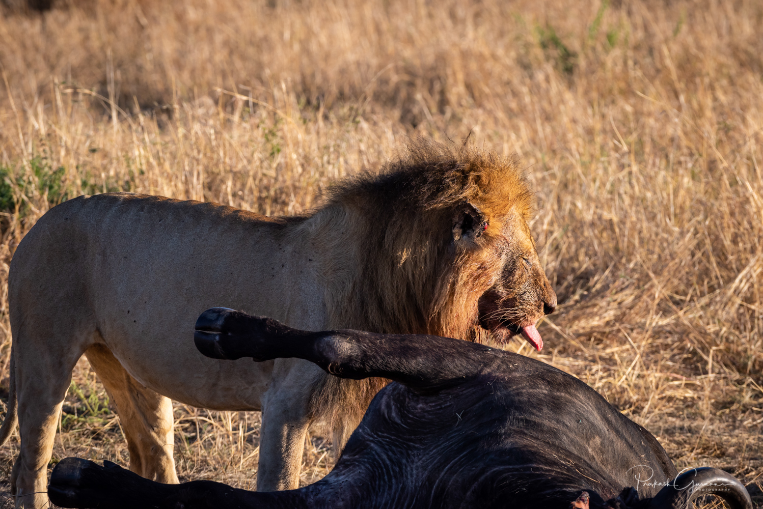 Lion Kills | Prakash Gurnani