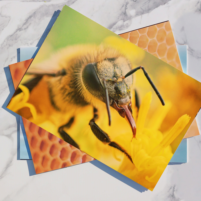 Honey Bee Teaching Posters