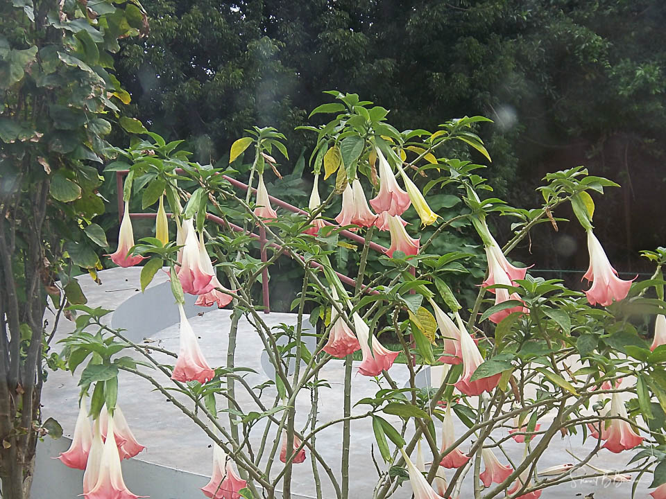 The Flowers of Barbados Travel Photography