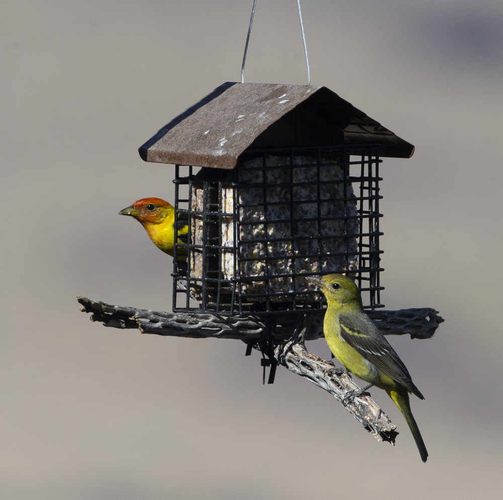 Mail & Female Western Tanagers at the Suet Feeder