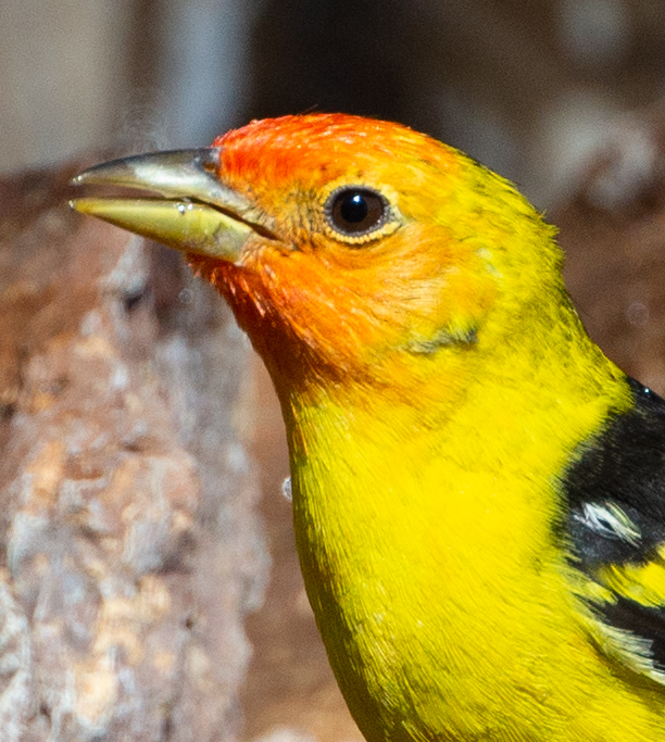 Western Tanager (male) Western Tanager (male)