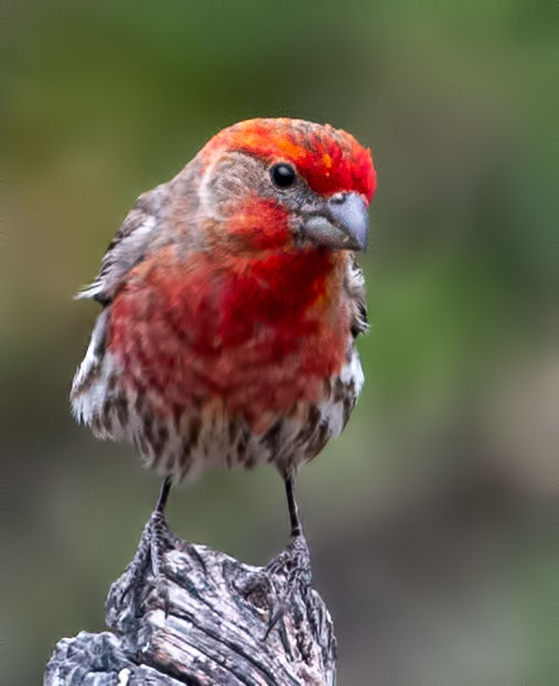 House Finch House Finch