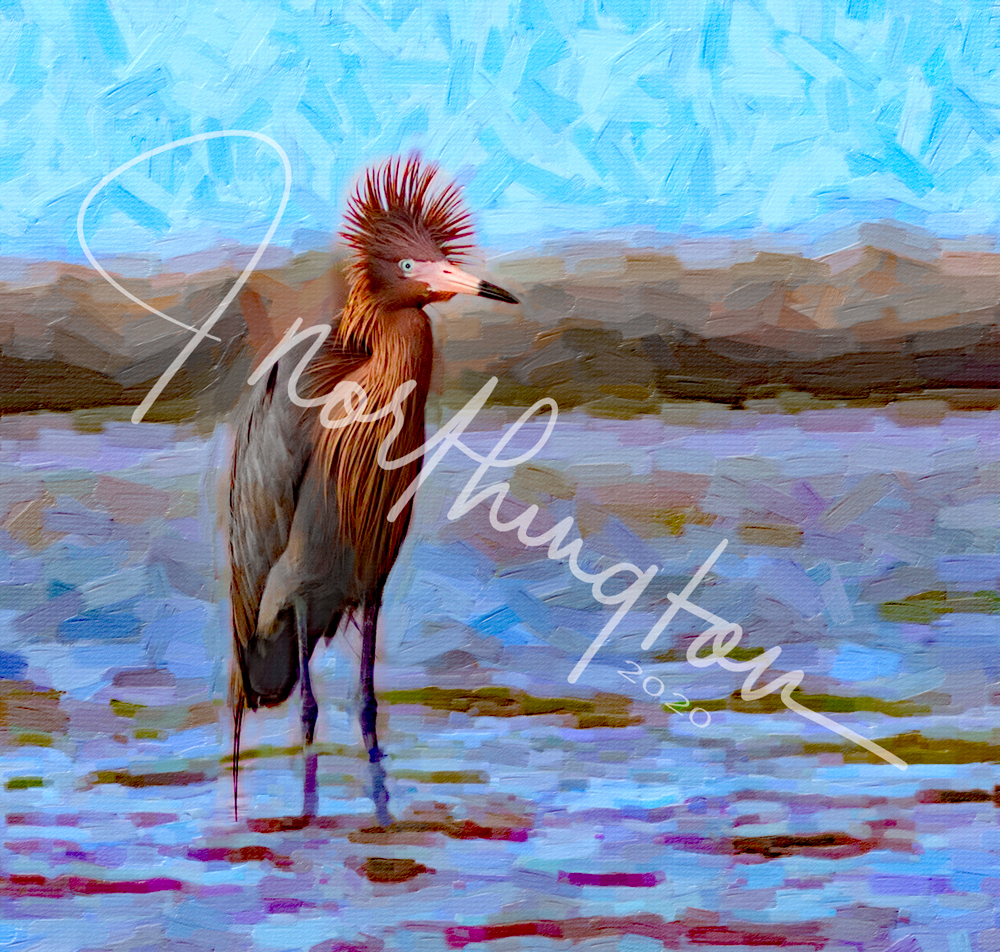 Reddish Egret with Wind-blown Feathers