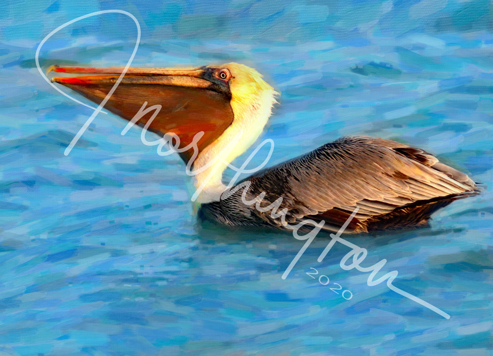 Brown Pelican in Galveston Bay