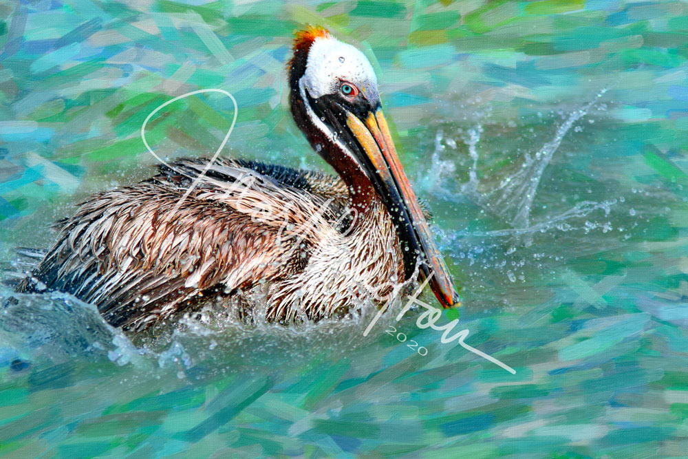 Brown Pelican Splash in Galveston Bay