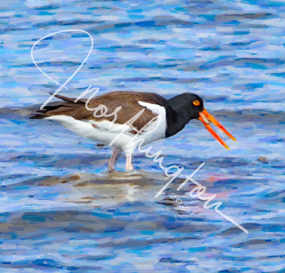 Oyster Catcher with an Oyster at San Luis Pass