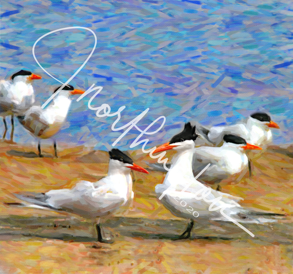 Flock of Royal Terns on Galveston Island