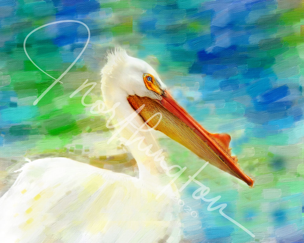 White Pelican Profile on Galveston Island