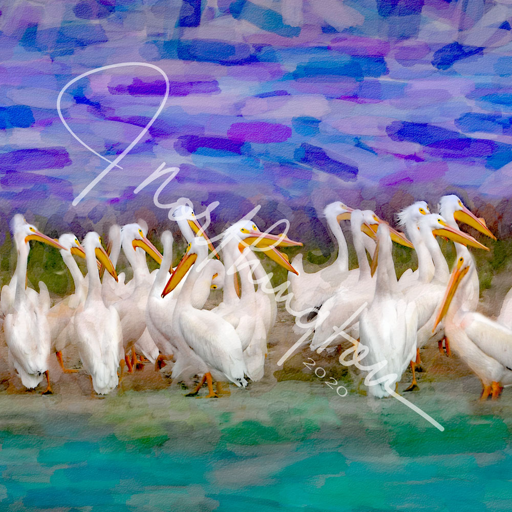 White Pelican Flock on Galveston Island