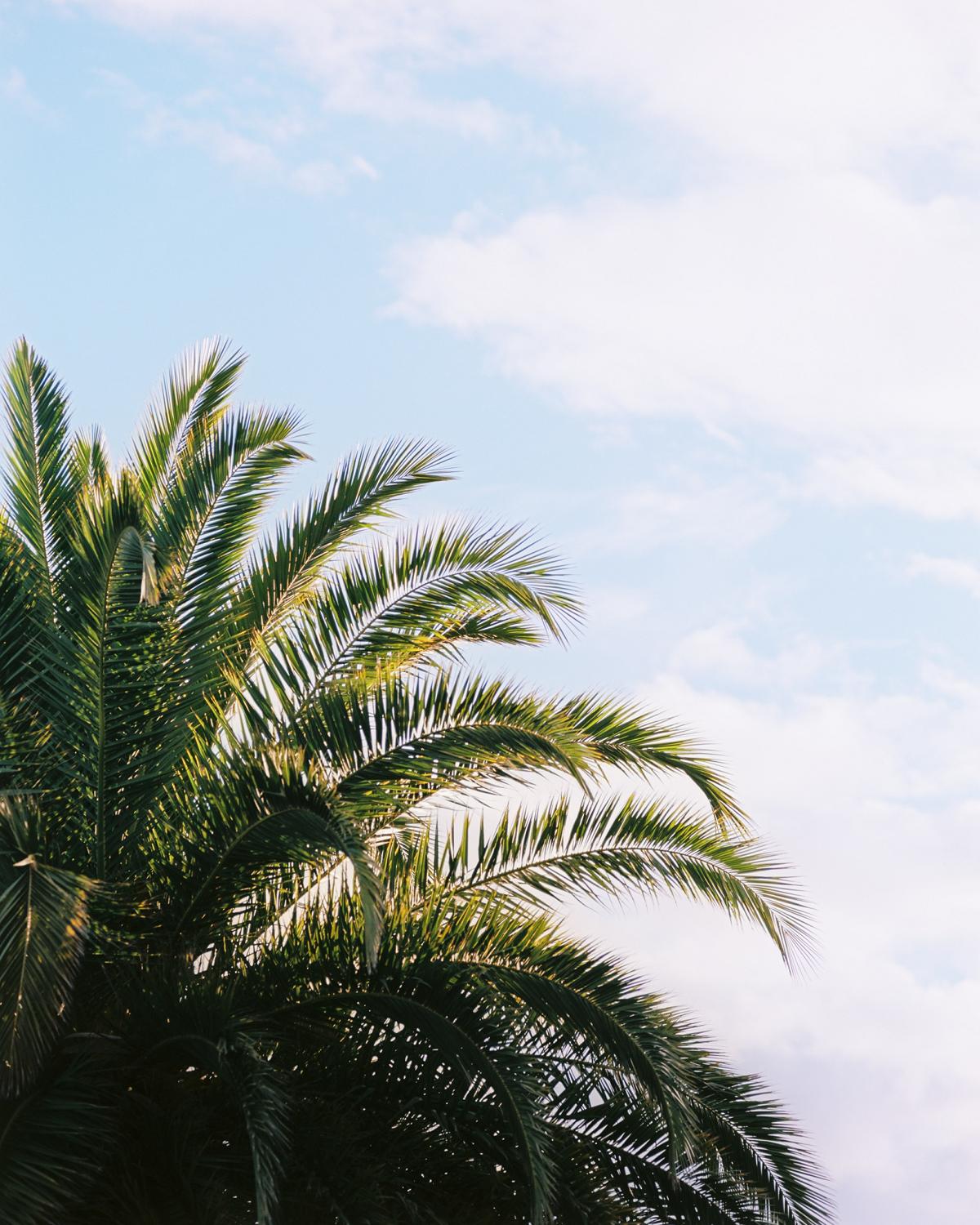 Palm tree on Kodak Ektar Palm tree on Kodak Ektar