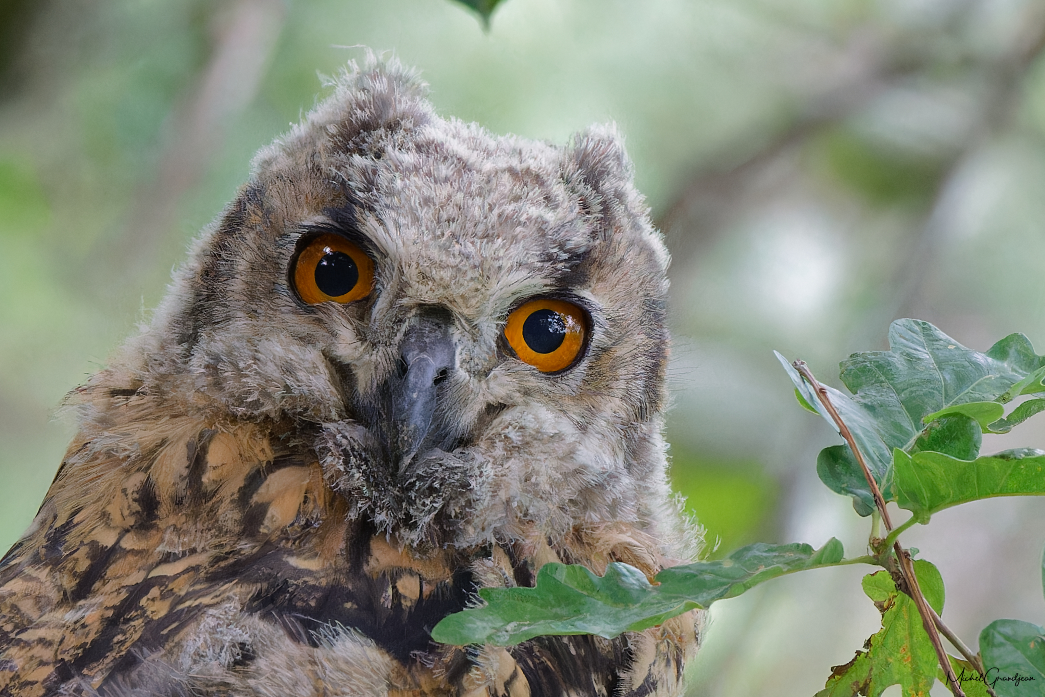 Hibou grand duc jeune