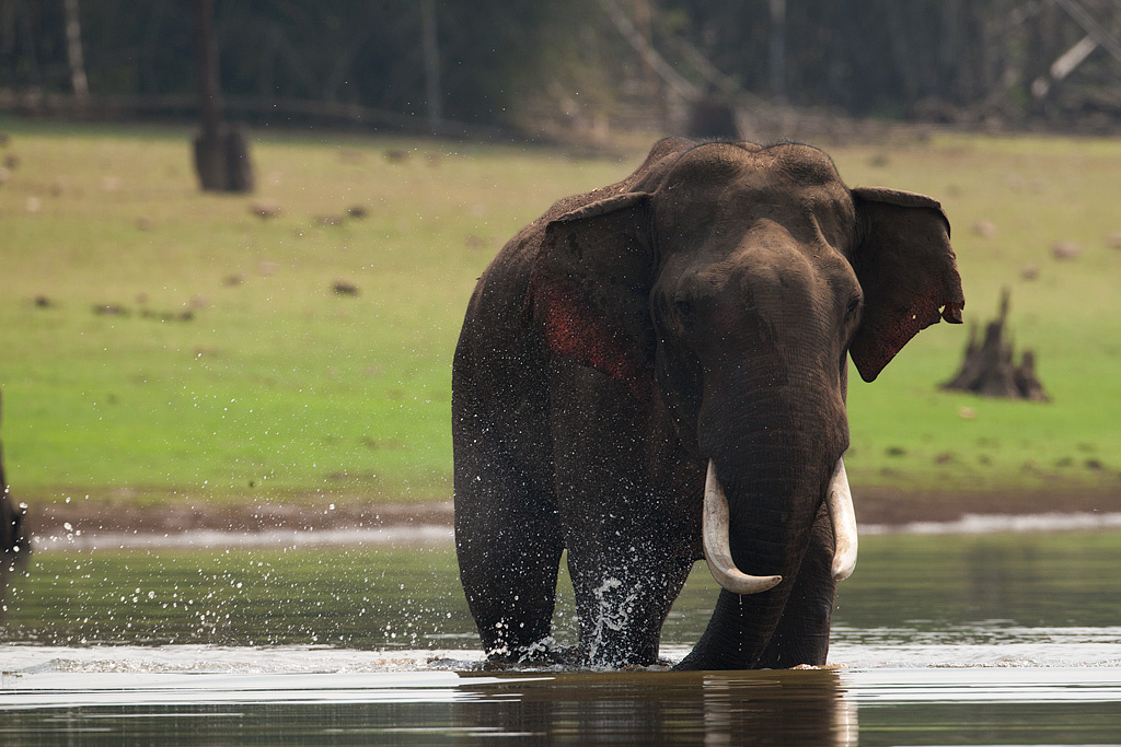 Sudhir Shivaram Wildlife Photography