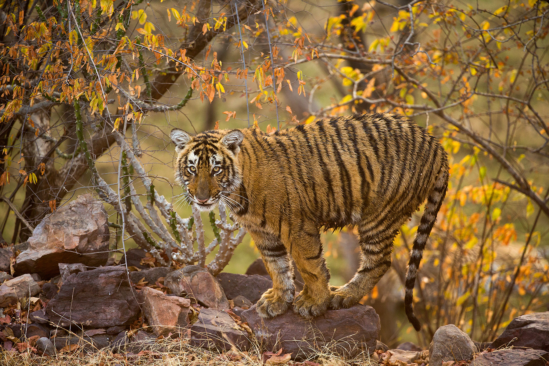 Sudhir Shivaram Wildlife Photography