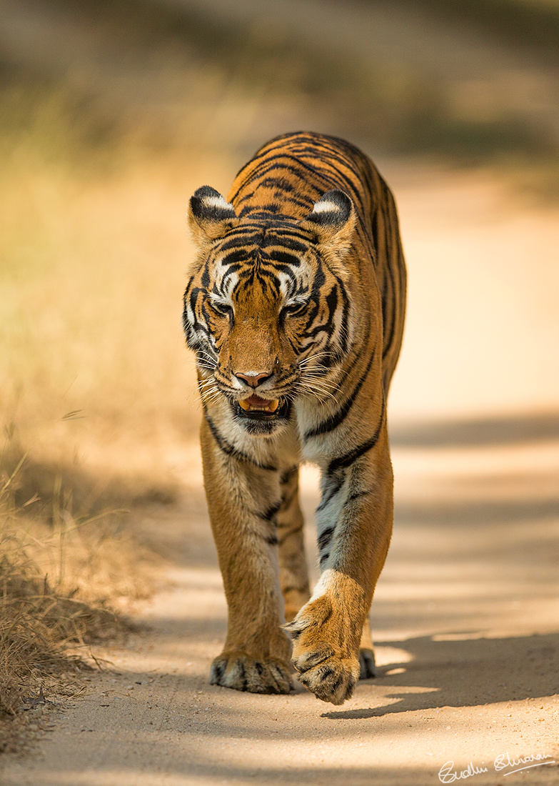 Kanha Tiger Reserve National Park India