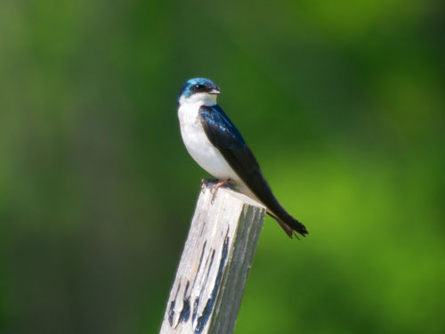 Nature & Wildlife